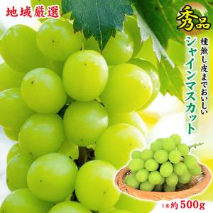 送料無料 地域厳選 シャインマスカット 秀品 1房 約 500g ご家庭用 マスカット ぶどう ギフト お中元 暑中見舞い 訳あり