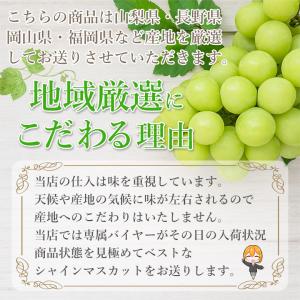 8月下旬より順次ご発送 秀品 1房 約 500...の詳細画像2