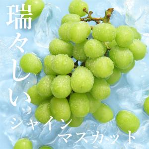 8月下旬より順次ご発送 秀品 1房 約 500...の詳細画像3
