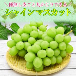 8月下旬より順次ご発送 優品 約 2kg 2〜...の詳細画像1