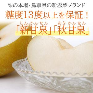 送料無料 鳥取県産 新甘泉 しんかんせん 秋甘...の詳細画像1