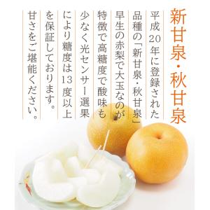 送料無料 鳥取県産 新甘泉 しんかんせん 秋甘...の詳細画像2