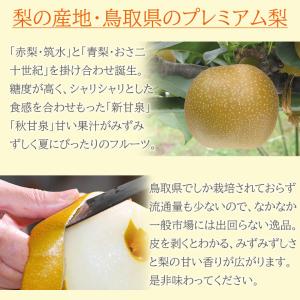 送料無料 鳥取県産 新甘泉 しんかんせん 秋甘...の詳細画像3