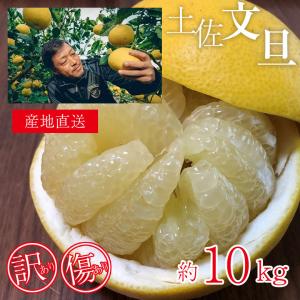 送料無料 高知県 高知 産地直送 土佐文旦 ブンタン 文旦 訳あり 傷アリ 約 10kg Mサイズ 以上 すくも文旦 宿毛 文旦 みかん 国産 国産みかん 訳あり