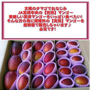 宮崎マンゴー 訳あり 約4キロ(規格外)加工用...の詳細画像1