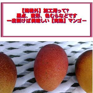 宮崎マンゴー 訳あり 約4キロ(規格外)加工用...の詳細画像3
