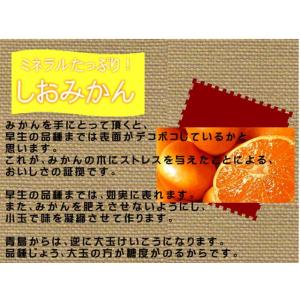 しおみかん 訳あり 1箱5kg 味に自信!!熊...の詳細画像1