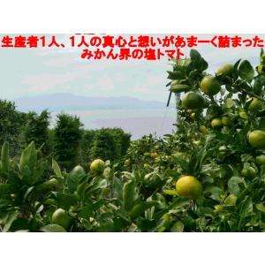 しおみかん 訳あり 1箱5kg 味に自信!!熊...の詳細画像2