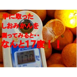 しおみかん 訳あり 1箱5kg 味に自信!!熊...の詳細画像3