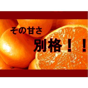 しおみかん 訳あり 1箱5kg 味に自信!!熊...の詳細画像4