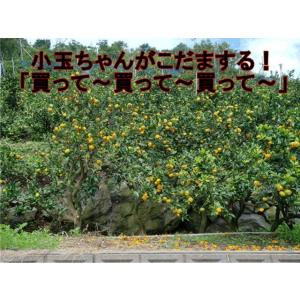 小玉ちゃん 訳あり 約5kg 熊本みかん フル...の詳細画像2