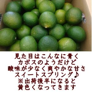 スイートスプリング 訳あり 約10キロ(9kg...の詳細画像1
