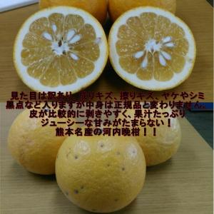河内晩柑 訳あり 約10キロ(9kg+保証分5...の詳細画像1