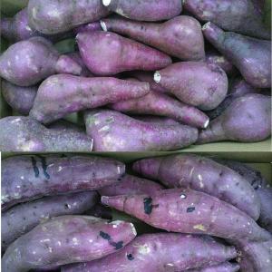 紅はるか 蔵出し 訳あり 箱込10キロ(9kg...の詳細画像5