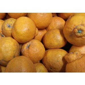 【蔵出し 貯蔵品】不知火 訳あり デコポンと同...の詳細画像2