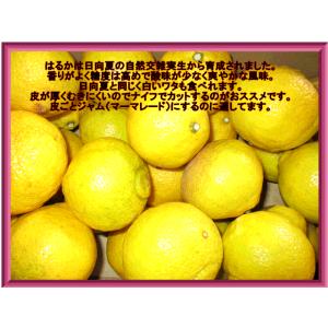 はるか みかん 訳あり 5キロ(+300g保証...の詳細画像4