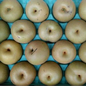 梨　訳あり（愛甘水・幸水・豊水・秋月・新高・愛宕など）約5ｋｇ（約5〜24玉）熊本産　梨　ナシ　なし