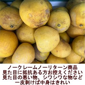 【超訳あり】パール柑 熊本産 箱込8キロ ハネ...の詳細画像2