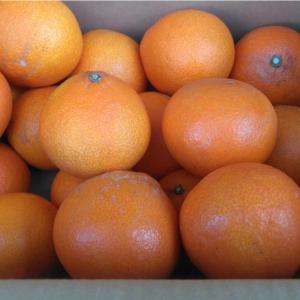 天草　あまくさ　約5ｋｇ　佐賀産　サイズランダム（指定不可）　みかん　柑橘　80サイズ　紅マドンナに種があるような感じです｜fruitkanmiya-ggy