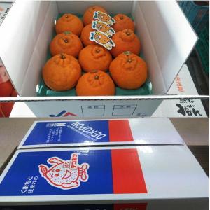デコポン 約2.5kg 熊本産 約7〜12玉 ...の詳細画像1