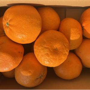 ひぜんユース　約5ｋｇ　佐賀産　みかん　ミカン　柑橘類　フルーツ　80サイズ｜fruitkanmiya-ggy