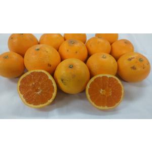 朝掘りたけのこ 熊本産 1箱 約4kg タケノコ 筍 竹の子 クール便発送