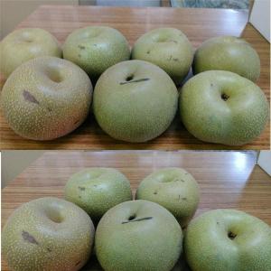 完熟 幸水梨 訳あり 熊本産 1箱 約5kg(...の詳細画像3