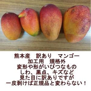 熊本マンゴー 訳あり 約5kg【規格外】加工用...の詳細画像2