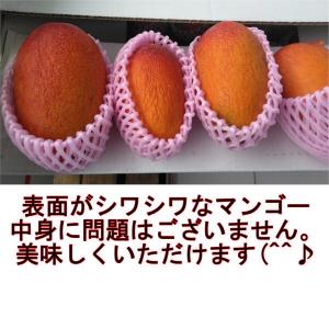熊本マンゴー 訳あり 約5kg【規格外】加工用...の詳細画像3