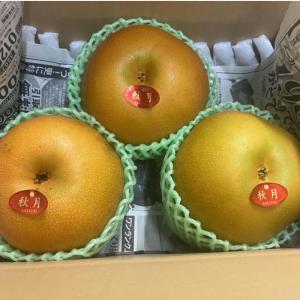 梨 新甘泉 訳あり 鳥取産 1箱10kg（16〜40玉入り） : フルーツ・甘味