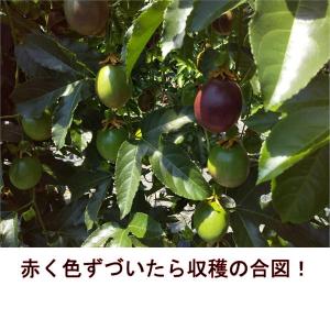 パッションフルーツ 約1kg(約9〜15玉)熊...の詳細画像4