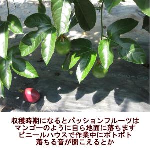 パッションフルーツ 約1kg(約9〜15玉)熊...の詳細画像5