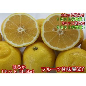 はるか みかん 訳あり 箱込10キロ（9kg+保証分500g）みかん 熊本産