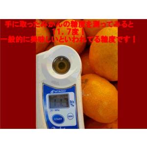 【セット】みかん 訳あり 1セット1.5kg ...の詳細画像4