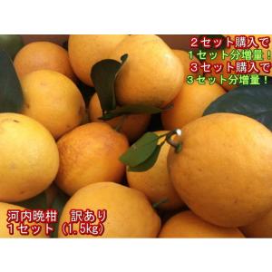 【セット】河内晩柑　訳あり　１セット1.5kg　熊本産　２セット購入で１セットおまけ！３セット購入で3セットおまけ！和製グレープフルーツ　60サイズ