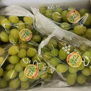 シャインマスカット　訳あり　約2ｋｇ（2〜6房）熊本産・福岡・大分産　ご家庭用　80サイズ　ブドウ　葡萄　ぶどう