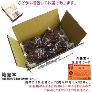 ぶどう 詰め合わせ おまかせ3種類セット 2k...の詳細画像1