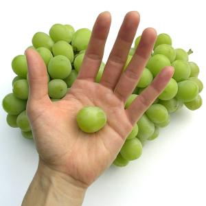 シャインマスカット 4kg 贈答用 山梨県産 ...の詳細画像4