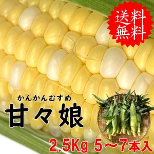 父の日 お中元 ギフト 山梨県産 とうもろこし トウモロコシ 甘々娘 かんかん娘 2L〜L 5〜7本入 約2.5Kg 送料無料 ※一部地域を除く
