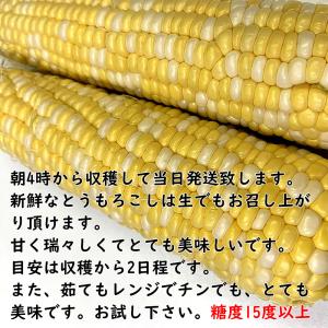 父の日 お中元 ギフト 山梨県産 とうもろこし...の詳細画像3