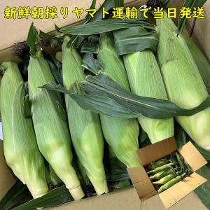 父の日 お中元 ギフト 山梨県産 とうもろこし...の詳細画像4