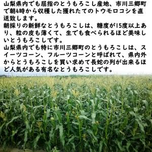 父の日 お中元 ギフト 山梨県産 とうもろこし...の詳細画像5
