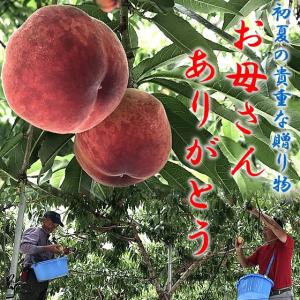 桃 母の日 フルーツ ギフト 山梨県産 特産品...の詳細画像3