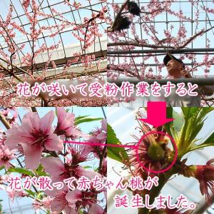 桃 母の日 フルーツ ギフト 山梨県産 特産品...の詳細画像5