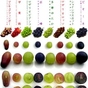 ピオーネ 2kg 秀品 満杯詰 山梨県産 種な...の詳細画像5