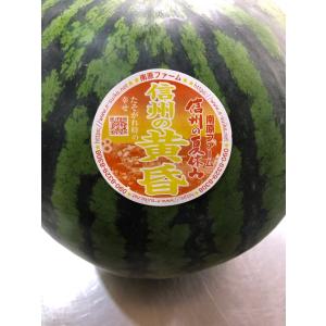 スイカ 山形 尾花沢 大玉 送料無料 金色羅王 こんじきらおう 秀 6L 1玉