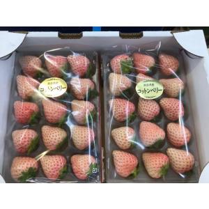 白いちご コットンベリー 奈良産 サイズおまかせ ３００ｇ×２パック｜fruits-senri