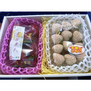 紅白いちご ゆめのか　さちのか　古都華　天使のいちご　産地厳選　化粧箱　約270g×2p