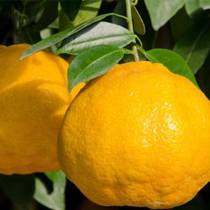 【マツコの知らない世界で紹介】 フルーツルーツ...の詳細画像2