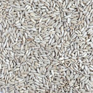 ひまわりの種(生・ブルガリア産)1kg【ヒマワ...の詳細画像1